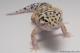 Sold - Eclipse het Radar Female Leopard Gecko For Sale M4F57071917F 1