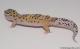 Sold - Eclipse het Radar Female Leopard Gecko For Sale M4F57071917F 2