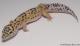 Sold - Eclipse het Radar Female Leopard Gecko For Sale M4F57071917F