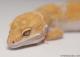 Sold - Giant High Contrast Tangerine Tremper Albino Female Leopard Gecko For Sale M1F30072717F 2
