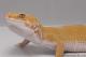 Sold - Giant Tremper Sunglow Female Leopard Gecko For Sale M1F30070917F 2