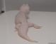 Holdback - Mack Snow Diablo Blanco Male Leopard Gecko For Sale 1