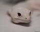 Holdback - Mack Snow Diablo Blanco Male Leopard Gecko For Sale 2