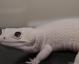 Holdback - Mack Snow Diablo Blanco Male Leopard Gecko For Sale 3