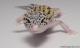 Sold - Mack Snow Eclipse het Radar Female Leopard Gecko For Sale 1