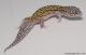 Sold - Mack Snow Eclipse het Radar Female Leopard Gecko For Sale 2