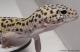 Sold - Mack Snow Eclipse het Radar Male Leopard Gecko For Sale 1