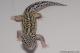 Sold - Mack Snow Eclipse het Radar Male Leopard Gecko For Sale