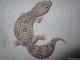 Sold - Mack Snow Eclipse Female Leopard Gecko For Sale