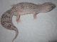 Sold - Mack Snow Eclipse Female Leopard Gecko For Sale 1
