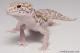 Sold - Mack Snow Radar het White Knight Female Leopard Gecko For Sale M22F66092417F 1