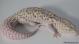 Sold - Mack Snow Radar Male Leopard Gecko For Sale 4