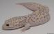 Sold - Mack Snow Radar Male Leopard Gecko For Sale 1