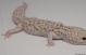 Sold - Mack Snow Radar Male Leopard Gecko For Sale 3