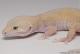 Sold - Mack Snow Tremper Albino het Diablo Blanco Female Leopard Gecko For Sale 1