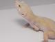 Sold - Mack Snow Tremper Albino het Diablo Blanco Female Leopard Gecko For Sale 2