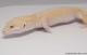 Sold - Mack Snow Tremper Albino het Diablo Blanco Male Leopard Gecko For Sale 1