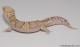 Sold - Mack Snow Typhoon Male Leopard Gecko For Sale M23F64081917F 1