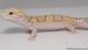 Sold - Mack Snow Typhoon Male Leopard Gecko For Sale M23F64081917F 2