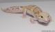 Sold - Mack Snow Typhoon Male Leopard Gecko For Sale M23F64081917F