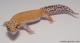Sold - Radar Female Leopard Gecko For Sale