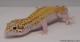 Sold - Radar Female Leopard Gecko For Sale M4F53072517F 1