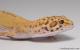Sold - Radar Female Leopard Gecko For Sale M4F53080817F 2