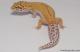 Sold - Radar Female Leopard Gecko For Sale M4F53080817F