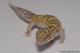 Sold - Radar het White Knight Female Leopard Gecko For Sale M22F66082517F