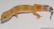 Sold - Super Hypo Tangerine Carrot-tail Baldy het Tremper Leopard Gecko For Sale 1