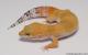 Sold - Super Hypo Tangerine Carrot-tail Baldy het Tremper Leopard Gecko For Sale 2