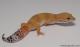 Sold - Super Hypo Tangerine Carrot-tail Baldy het Tremper Leopard Gecko For Sale 3