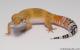 Sold - Super Hypo Tangerine Carrot-tail Baldy het Tremper Albino Leopard Gecko For Sale 1