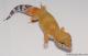 Sold - Super Hypo Tangerine Carrot-tail Baldy het Tremper Albino Leopard Gecko For Sale 2
