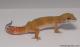 Sold - Super Hypo Tangerine Carrot-tail Baldy het Tremper Male Leopard Gecko For Sale 2