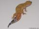Sold - Super Hypo Tangerine Carrot-tail Baldy het Tremper Albino Female Leopard Gecko For Sale 2