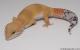 Sold - Super Hypo Tangerine Carrot-tail Baldy het Tremper Female Leopard Gecko For Sale 1