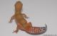 Sold - Super Hypo Tangerine Carrot-tail Baldy het Tremper Albino Leopard Gecko For Sale M17F60072417F 1