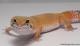 Sold - Super Hypo Tangerine Carrot-tail Baldy het Tremper Albino Leopard Gecko For Sale M17F60072417F 2