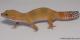 Sold - Tangerine Carrot-tail Baldy het Tremper Albino Female Leopard Gecko For Sale M17F60080717F 1