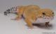 Sold - Tangerine Carrot-tail Baldy het Tremper Albino Female Leopard Gecko For Sale M17F60080717F 2
