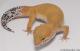 Sold - Tangerine Tornado Female Leopard Gecko For Sale M17F56080817F2