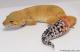 Sold - Tangerine Tornado Female Leopard Gecko For Sale M17F77081917F 2