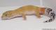 Sold - White & Yellow het Radar Male Leopard Gecko For Sale M17F62090517F 1