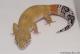 Sold - White & Yellow het Radar Male Leopard Gecko For Sale M17F62090517F