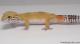 *Sold* White & Yellow het Radar Male Leopard Gecko For Sale M17F62081917F 1