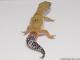 *Sold* White & Yellow het Radar Male Leopard Gecko For Sale M17F62081917F 2