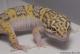 Sold - White & Yellow Radar het White Knight Female Leopard Gecko For Sale M22F61091617F 1