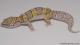 Sold - White & Yellow Radar het White Knight Female Leopard Gecko For Sale M22F61091617F 2