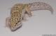Sold - White & Yellow Radar het White Knight Female Leopard Gecko For Sale M22F61091617F